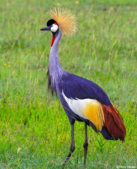 Ugandan Art, Ugandan Flag, Uganda Flag, Weird Birds, Cutlery Art, Forest Mural, Africa Wildlife, Chicken Painting, Church Logo