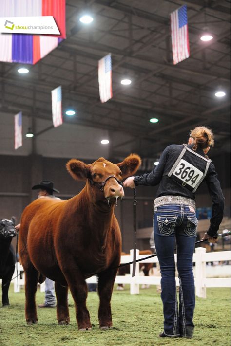 The 2014 American Royal was one for the history books! Congratulations to all American Royal Livestock Exhibitors! #showchamps Shorthorn Show Cattle, Country Aethstetic, Steer Showing, Ffa Pictures, Cow Showing, Shorthorn Cattle, Cattle Pictures, Livestock Photography, Livestock Quotes