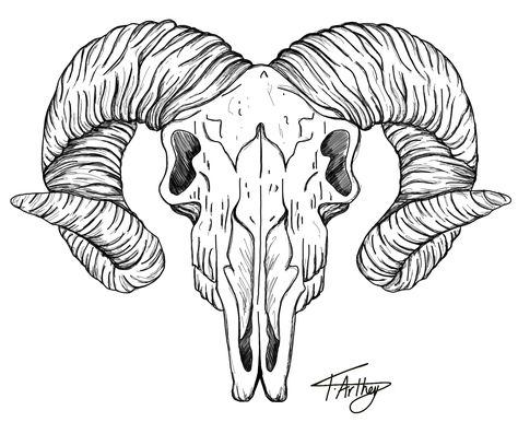 Ram head / skull / black and white / fine line / tattoo / design / art Ram Skull Tattoo Traditional, Ram Design Tattoo, Ram Skull Chest Tattoo Female, Ram Head Tattoo Design, Ram Line Drawing, Rams Head Tattoo, Ram Head Drawing, Sheep Skull Tattoo, Ram Skull Tattoo Design