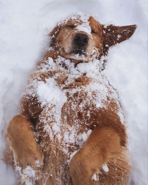 #snow #winter #dog #cute #adorable Widget Christmas, Dog Reindeer, Dog Christmas Photos, Dog Christmas Pictures, Golden Retriever Christmas, Wallpaper Bible, Bokuto Koutarou, Dog Photoshoot, Cute Animals Puppies