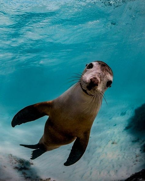 Funny Seals, Wolf Images, Deep Sea Diving, Super Cute Animals, Marine Mammals, It's Friday, Sea Lion, Marine Biology, Marine Animals