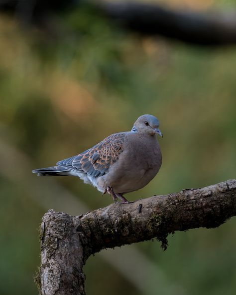 Oriental Turtle Dove: Grace in every feather. . Tag a friend who loves bird photography. . Follow @nature_at_the_best_photography for more birding wonders. . Thanks for watching! . #orientalturtledove #birdwatching #naturephotography #wildlife #peacefulbirds #birdsofinstagram #avianbeauty #birdlovers #naturelovers #wildlifephotography Dove Pigeon, Turtle Dove, Birdwatching, Bird Photography, Magical Places, Thanks For Watching, Tag A Friend, Bird Lovers, Bird Watching