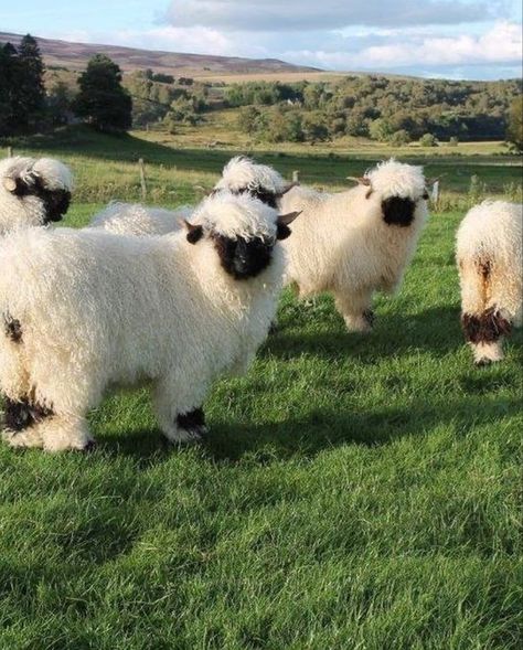 Blacknose Sheep, Valais Blacknose, Valais Blacknose Sheep, Cute Sheep, Pretty Animals, Cute Creatures, Fluffy Animals, Animal Photo, Cute Little Animals