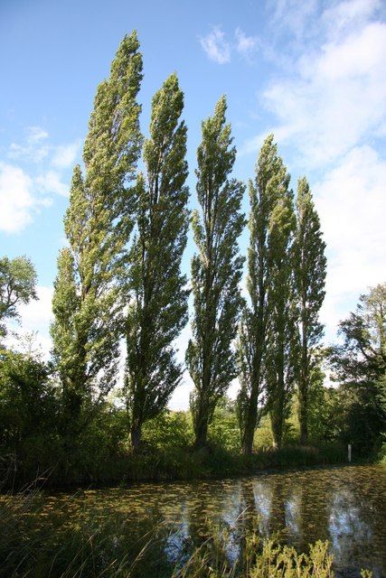 Lombardy Poplars © Richard Croft cc-by-sa/2.0 :: Geograph Britain and Ireland British Nature, Lombardy Poplar, Live Earth, Poplar Tree, Mountain Ash, By The Lake, Botanical Beauty, Garden Trees, Tree Farms