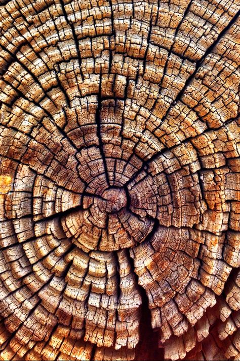 Texture Reference - Album on Imgur Abstract Perspective, Fractals In Nature, Hardwick Hall, Alabama Shakes, Wood Element, Tree Stumps, Kodak Moment, Texture Inspiration, Urban Oasis