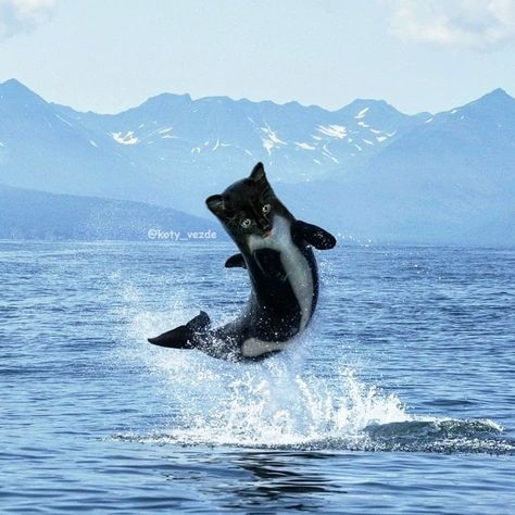 Whale With a Cat's Face Animal Mashups, Photoshopped Animals, Mermaid Cat, Cat Faces, Cute Whales, Orca Whales, Cat Photography, Cute Animal Photos, Ocean Animals