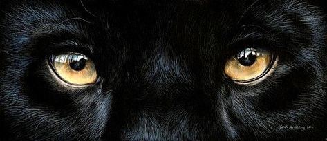 Black Panther Eyes, Panther Eyes, Black Jaguar, T Challa, Leopards, Black Panther, Marvel Cinematic, Marvel Cinematic Universe, Big Cats