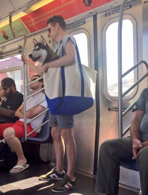 Alex Romano Funny Vine, Huge Dogs, Dog Tote Bag, New York Subway, Subway Train, Giant Dogs, Dog Tote, A Husky, Nyc Subway