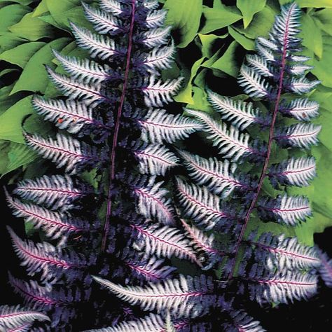 Painted Fern, Japanese Painted Fern, Shade Loving Perennials, Ferns Garden, Goth Garden, Shade Garden Plants, Gothic Garden, Black Garden, Unusual Plants