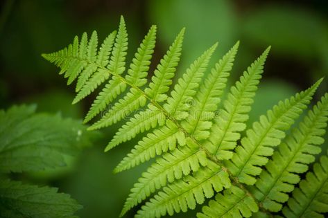 A beautiful vibrant closeup of fern leaves on a natural background in summer. Su , #Affiliate, #fern, #leaves, #closeup, #beautiful, #vibrant #ad Partial Shade Perennials, Evergreen Groundcover, Wood Fern, Buy Plants Online, Fern Leaves, Landscape Elements, Shade Perennials, Background Watercolor, Fern Plant