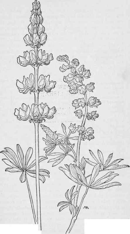 Milk white Lupine Lupmus tacteus Quaker Bonnets L.laxiflorus Flowers Outline, Spring California, Lupine Flowers, Botanical Line Drawing, Flower Line Drawings, 카드 디자인, Flower Sketches, Floral Drawing, 1 Tattoo