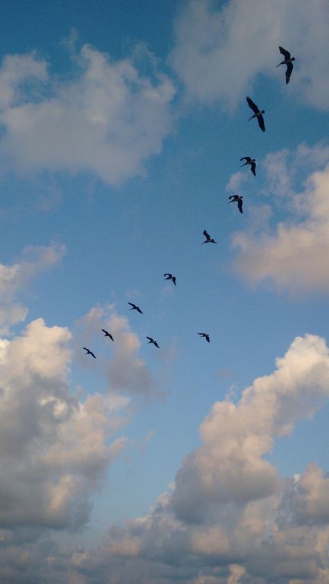 Flying Bird Silhouette, Etsy Poster, Twilight Sky, Scenery Photos, Trippy Wallpaper, Flying Bird, Bird Silhouette, Sky Photos, Creative Instagram Photo Ideas