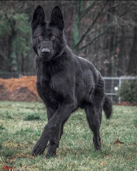 Black Belgian Malinois, Beauceron Dog, Malinois Puppies, Belgian Sheepdog, Belgian Malinois Dog, Malinois Dog, Black German Shepherd, Dream Dog, Herding Dogs