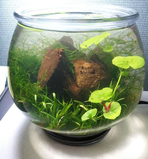 Moss Aquarium, Aquarium Garden, Marimo Moss, Indoor Water Garden, Shrimp Tank, Nano Aquarium, Aquatic Ecosystem, Aquascape Aquarium, Backyard Vegetable Gardens