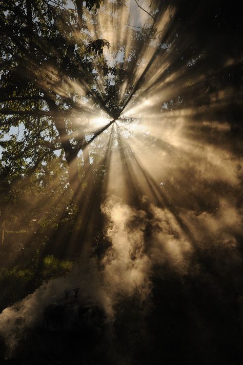 Light streaming through smoke, sunlight, Broadview, Seattle, Washington, USA. Download this photo by Wonderlane on Unsplash Trees, Sun