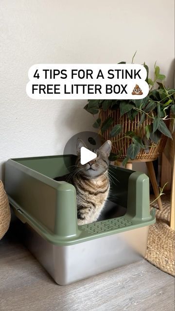 Chas | Plants and Pets 🪴🐾 on Instagram: "Keep your home smelling fresh with these 4 tips for a stink-free litter box! Sponsored by @naturallyfreshcatlitter 🌿 🐱 Opt for a stainless steel litter box. Unlike plastic they don’t absorb odor and can be much easier to clean. 🌰 Choose natural odor eliminators. Naturally Fresh litter, crafted from upcycled walnut shells, offers superior odor control without harsh perfumes. It’s gentle on your cat’s nose, eco-friendly, and highly absorbent, reducing litter changes. Upgrade today for a fresher, more sustainable litter box experience! 🪣 Clean the litter box monthly with hot water and vinegar. 🥩 Improve your cat’s diet with highly digestible options like raw food to reduce odor and 🚽 frequency. True story: I once had a sitter ask “where did all Where To Put A Litter Box Cats, Diy Cat Litter Box Ideas Mess Free, Stainless Steel Cat Litter, Litter Box Smell Hacks, Cat Litter Set Up, Apartment Litter Box Ideas, Kitty Litter Box Ideas, Hidden Litter Box Ideas, Diy Litter Box Enclosure