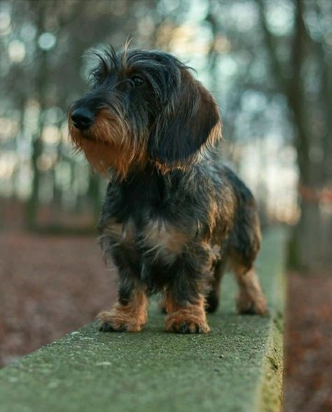 Dachshund Wirehaired, Dachshund Colors, Dachshund Breed, Doxie Puppies, Wire Haired Dachshund, Puppies And Kitties, Miniature Dachshund, Dachshund Puppies, Dachshund Puppy