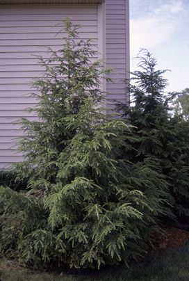 Eastern Hemlock Tree, Hemlock Tree, Eastern Hemlock, Canadian Hemlock, Alpine Forest, Soil Type, Backyard Shade, Front Garden Landscape, Backyard Privacy