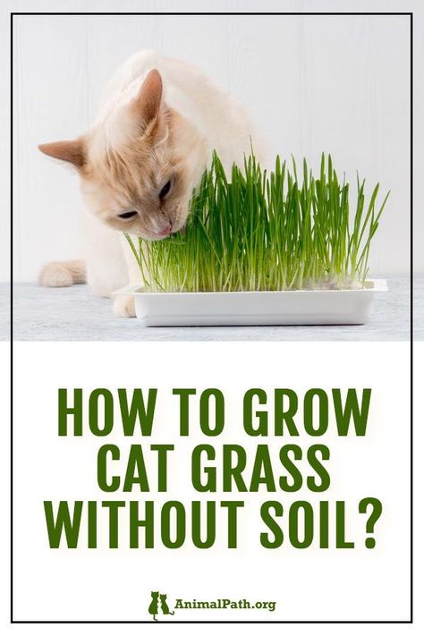 How do I grow cat grass without soil? Cat Grass Diy, Cat Grass Indoor, Pet Grass, Cat Patio, Cat Grass, Cat Hacks, What Cat, Healthy Cat, Cat Care Tips