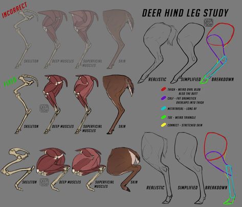 Deer Leg Deer Hooves Reference, Deer Leg Anatomy, Deer Anatomy Study, Deer Anatomy Reference, Deer Antler Drawing Reference, Deer Anotamy, Deer Anatomy Drawing Reference, How To Draw Deer Legs, Deer Muscle Anatomy