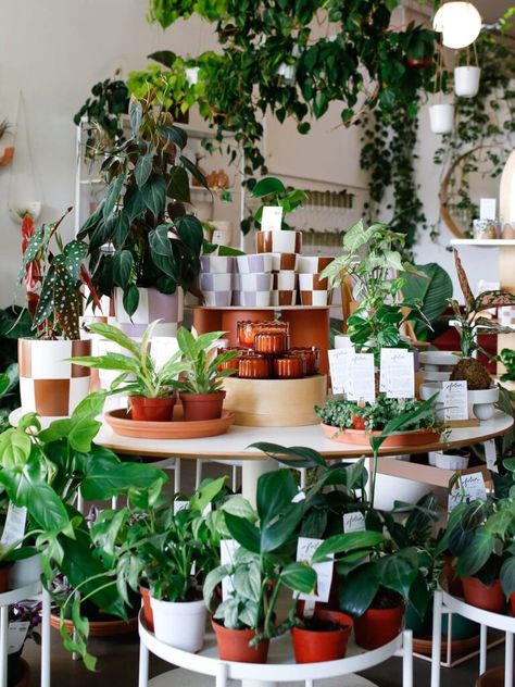 How to Start a Plant Shop with Danae Horst | Accent Decor Blog Opening A Plant Shop, Plant Boutique, Plant Styling, Domino Magazine, Plant Shop, How To Attract Customers, Decorating Blogs, Types Of Plants, Grow Business