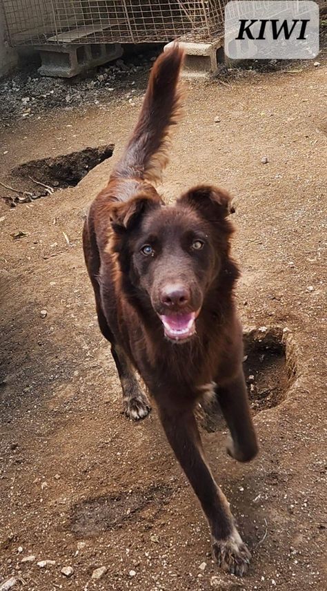 Dog for adoption - KIWI, a German Shepherd Dog & Labrador Retriever Mix in Villalba, PR | Petfinder German Shepherd Mix, Dog Labrador, Labrador Retriever Mix, German Shepherd Dog, Dog Behavior, Dog Health, Second Chance, German Shepherd Dogs, Shepherd Dog