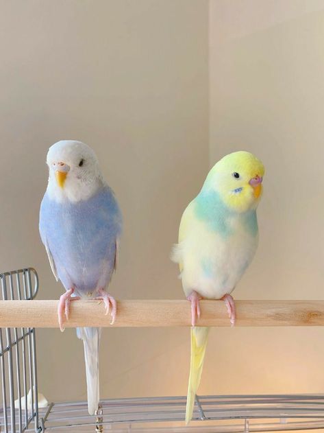 Baby Budgies, Blue Parakeet, Budgies Bird, Yellow Birds, Baby Otters, Funny Parrots, Cute Small Animals, Animal Room, Pretty Animals