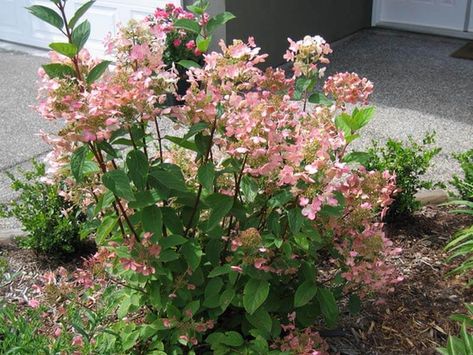 Quick Fire Hydrangea Care Guide – World of Garden Plants Tiny Quick Fire Hydrangea, Quick Fire Hydrangea Landscaping, Hydrangea Fertilizer, Quick Fire Hydrangea, Hydrangea Tree, Hydrangea Landscaping, Panicle Hydrangea, Hydrangea Care, Tree Pruning