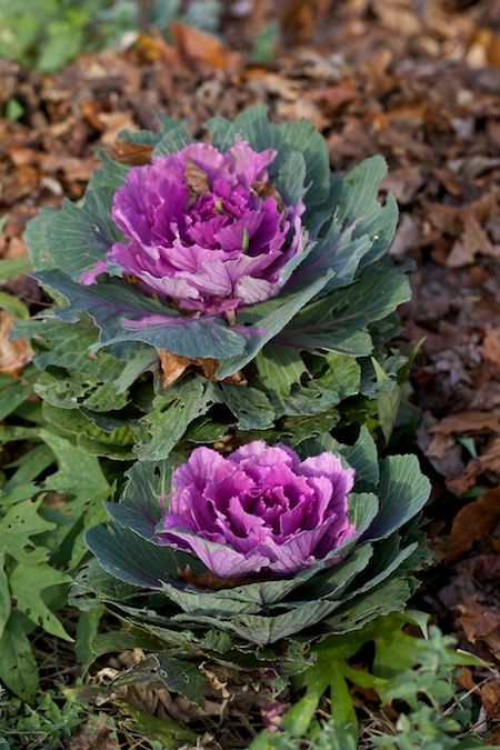 Blooming Purple Kale Bouquet, Cabbage Flowers, Unique Wedding Bouquet, Ornamental Kale, Ornamental Cabbage, Flowers For Sale, Annual Flowers, Cabbage Roses, Wholesale Flowers