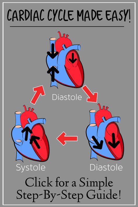 Click for an easy step-by-step of the heart cycle! Learn the cardiac phases including diastole and systole with this simple diagram that makes cardiology and physiology easy! Great for nursing notes and medical students studying the circulatory system! Also discusses the conduction system, blood flow through the heart, and the anatomy of the heart including the ventricles, atria, valves, superior and inferior vena cava, pulmonary artery, and aorta. Systole And Diastole, Blood Flow Through The Heart, Anatomy Of The Heart, Preschool Curriculum Themes, Emt Study, Cardiac Cycle, Heart Structure, Nurse Study Notes, Nuclear Medicine