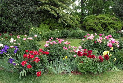 Peony and Iris Gardens | Mixed Peony and Iris border Iris Border, Memorial Garden Ideas, Iris Flowers Garden, Garden Flower Beds, Vegetable Garden Planning, Eternal Beauty, Iris Garden, Peonies Garden, Outdoor Flowers