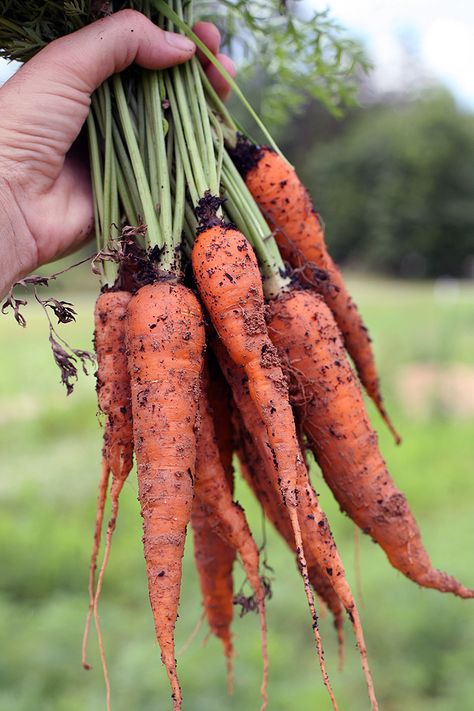 Growing Carrots, Small Vegetable Gardens, Growing Veggies, Garden Wallpaper, Meteor Garden 2018, Garden Veggies, Magic Garden, Garden Route, Small Space Gardening