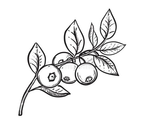 Fruit Tattoo, Coloring Page For Adults, Plant Tattoo, Food Illustration Art, Plant Drawing, Time Tattoos, Pretty Tattoos, Lotus Flower Tattoo, Leg Tattoos