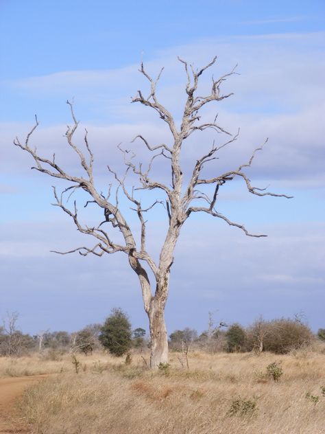 Beauty Bare Trees Aesthetic, Trees Photos, Dry Tree, Dead Tree, Tree Species, Bare Tree, Old Trees, Tree Illustration, Cute Couple Images