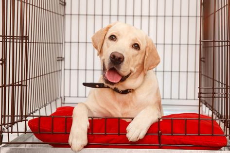 yellow-lab-on-red-pillow-in-crate-SW Dog Crate Pads, Heavy Duty Dog Crate, Puppy Crate, Puppy Snuggles, Sleeping Puppies, Popular Dog Breeds, Most Popular Dog Breeds, Dog Cages, Training Videos