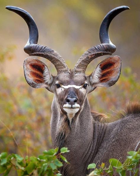 Wildlife Photography on Instagram: “Kudu bull Credits Chad Cocking - #wildlifeofinstagram #animalsarefriends #animalsvideos #wildliferescue #wildlifeconservation #natgeowild…” Impala Animal, South African Animals, African Wildlife Photography, Wild Bull, Animals With Horns, Animal Photography Wildlife, Wild Animals Photography, Africa Wildlife, Wildlife Safari