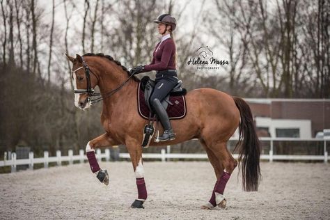 Equestrian Editorial, Chestnut Dressage Horse, Bay Warmblood Horse, Black Warmblood, Dark Bay Warmblood, Equestrian Aesthetic, Burgundy Outfit, Horse Anatomy, Horse Aesthetic