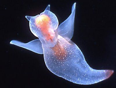 Sea Angel Sea Angel, Beneath The Sea, Deep Sea Creatures, Beautiful Sea Creatures, Sea Slug, Arctic Ocean, Underwater Creatures, Underwater Life, Marine Animals