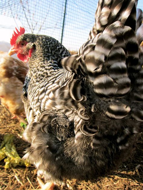 Plymouth Rock Chicken, Barred Rock, Best Egg Laying Chickens, Egg Laying Chickens, Fancy Chickens, Crazy Chicken Lady, Hen Chicken, Chickens And Roosters, Chicken Runs