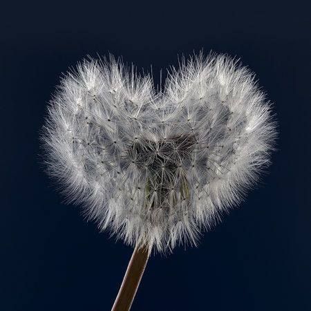 Heart In Nature, A Dandelion, Dandelion Wish, I Love Heart, Heart Images, Heart Pictures, With All My Heart, Jolie Photo, Heart Soul