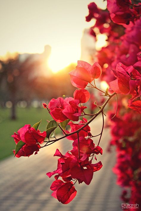 bougainvillea by bi3tareh.deviantart.com on @DeviantArt Wallpapers, Building, Flowers, Red, Nature