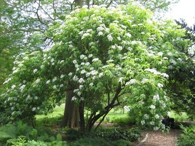 Elderberry Tree, Elderberry Plant, Native Plant Landscape, Poison Garden, New England Garden, Plant Propagation, Native Garden, Propagating Plants, Trees And Shrubs