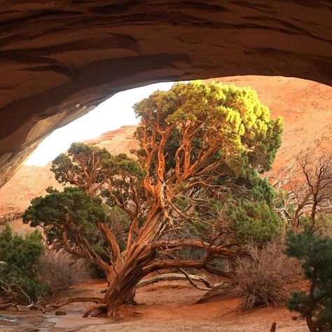 Trees are poems that the earth writes upon the sky. -Khalil Gibran 🌳 Photo from Arches National Park, by Alexis Nicole #nationalparkservice #hiking #outdoor #optoutside #nature #nationalparksdiscovery #naturepoetry #nps #americasbestidea #see_them_all #creation #hikingtheglobe #natureart #moab Alexis Nicole, Khalil Gibran, Arches National Park, National Park Service, The Earth, Nature Art, The Sky, National Park, National Parks