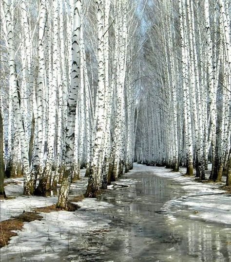 Falcon Art, Birch Tree Forest, Birch Tree Art, Birch Forest, Painting Snow, Forest Photos, Mystical Forest, Landscape Photography Nature, Forest Painting