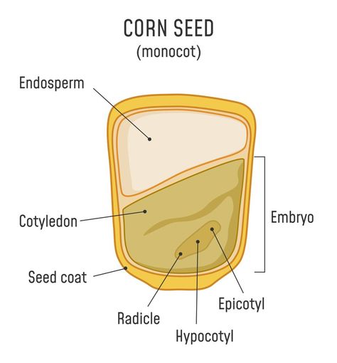 How Does A Seed Grow Into A Plant? Seed Diagram, Seed Structure, Biology Plants, Biology Facts, Corn Seed, Plant Seedlings, Bean Seeds, Large Plants, Growing Tree