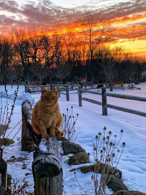 Cat enjoys the winter sunrise in Raymond, Wisconsin Wisconsin Winter, Garden Winter, Winter Sunrise, Dog Garden, Winter Beauty, Winter Aesthetic, Winter Day, Winter Garden, Winter Time