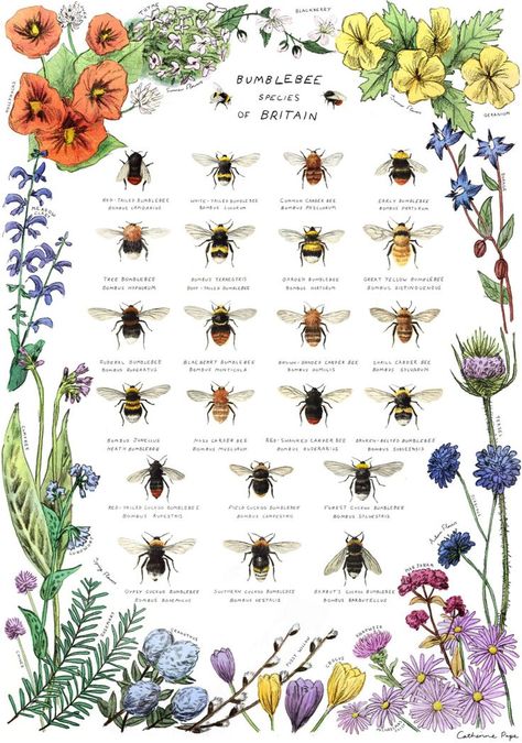 Bumblebee Poster, Different Bees, Bumble Bee Art, Bumble Bee Print, Bee Stuff, I Love Bees, Bee's Knees, Bee Garden, Bee Friendly