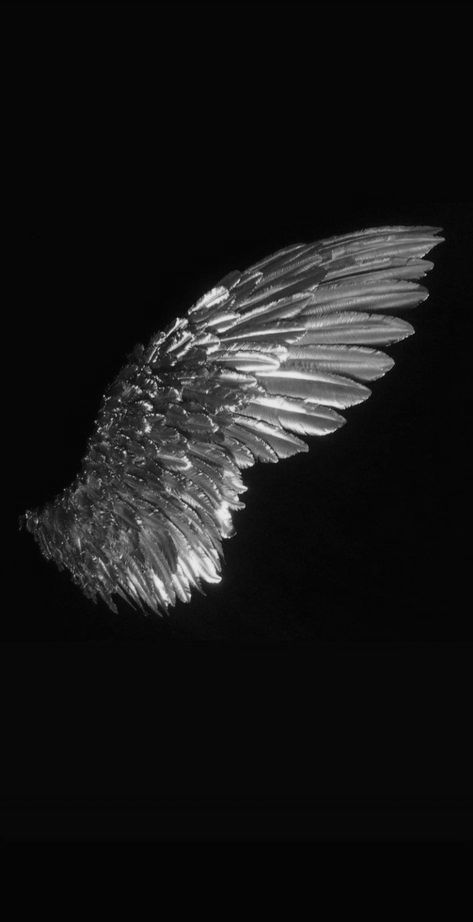 Wing Aesthetics, Wings Aesthetics, Evil Wings, Wings Black And White, Dark Angel Wings, Roblox Images, Open Wings, Dark Wings, Broken Wings