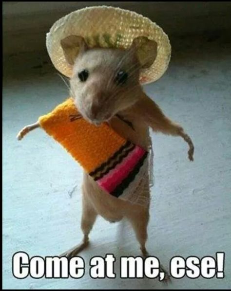 Come at me ese mexican spanish mouse Animal Captions, Funny Rats, Funny Mouse, Funny Animal Photos, Funny Animal Quotes, Funny Animal Memes, Picture Captions, Hamsters, Animal Quotes