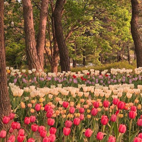 Tulip Fields, Nothing But Flowers, Flower Therapy, Spring Aesthetic, Jolie Photo, Nature Aesthetic, Flowers Nature, Flower Field, Pretty Places